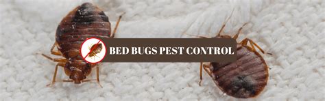 Bedbugs Buster Service - Pest Control For Bedbugs