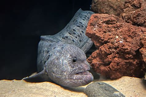 Anguila lobo • Anarrhichthys ocellatus • Ficha de pez