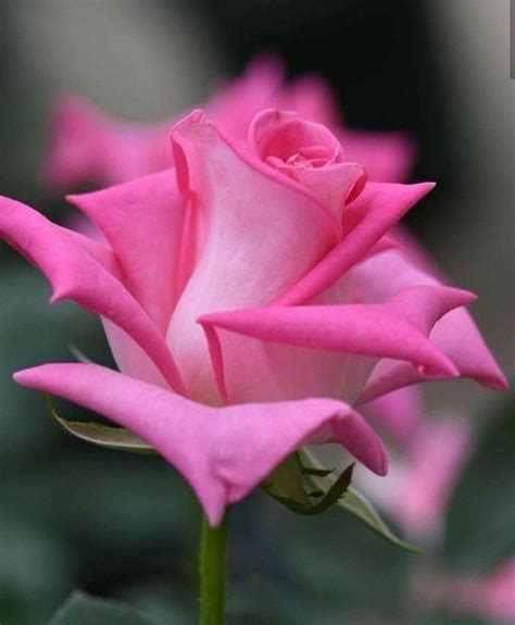 Image result for Flower Coding Steps Pattern in Scratch