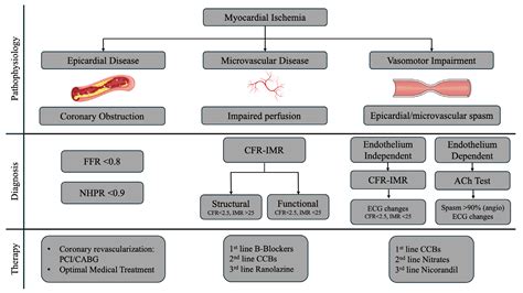 Myocardial Ischemia: Differentiating between Epicardial Coronary Artery ...