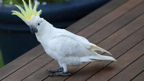 Mass bird deaths in Australia—experts suspect shocking cause