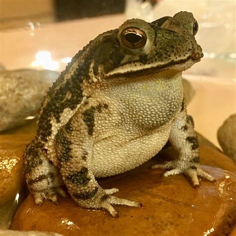 Image result for Tree Frog Sitting