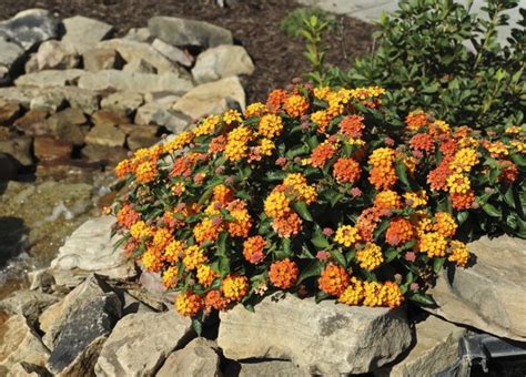 Supramental Influence in the Cells, flower spiritual meaning