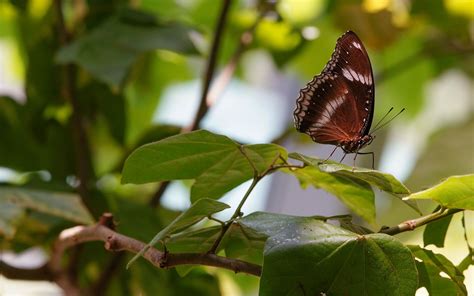 Download wallpaper 3840x2400 butterfly, insect, leaves, branches, macro ...