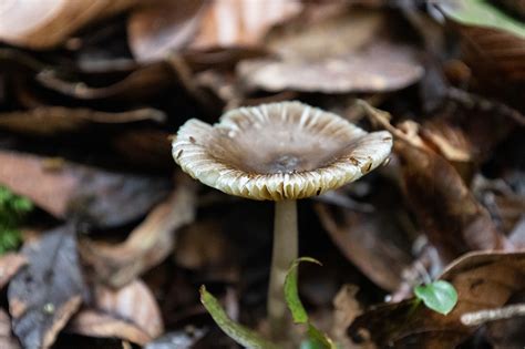 Are There Endangered Fungi