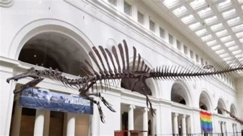 Spinosaurus makes debut at Chicago's Field Museum | International ...