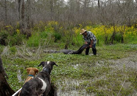 Swamp Tour 的图像结果