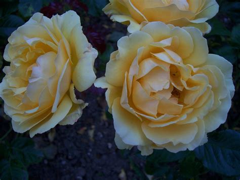 Images-Photos: roses Amber Queen
