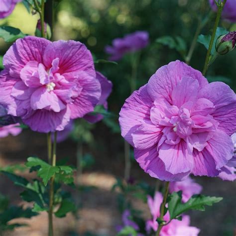 Proven Winners Purple Dark Lavender Chiffon Rose Of Sharon (Hibiscus ...