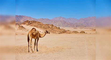 The most wish-listed deserts in India | Times of India Travel