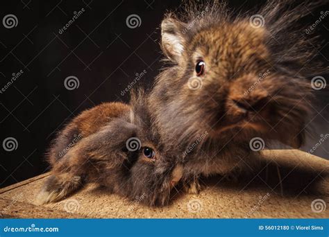 Funny and Cute Lion Head Bunny Rabbits Couple Stock Photo - Image of ...