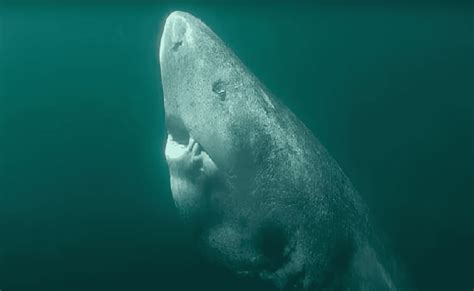 Ancient Greenland Shark Born In The 1600s Still Alive Today - Animals Around The Globe