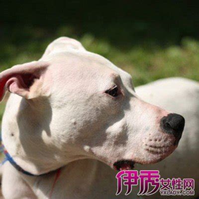 凶猛的比特犬图片 斗狗用的比特犬图片大全-宠物王