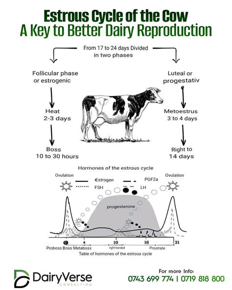 Reproduction Of Cow