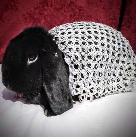 So I made my rabbit chainmail. (This is Toby I love him and he is ...