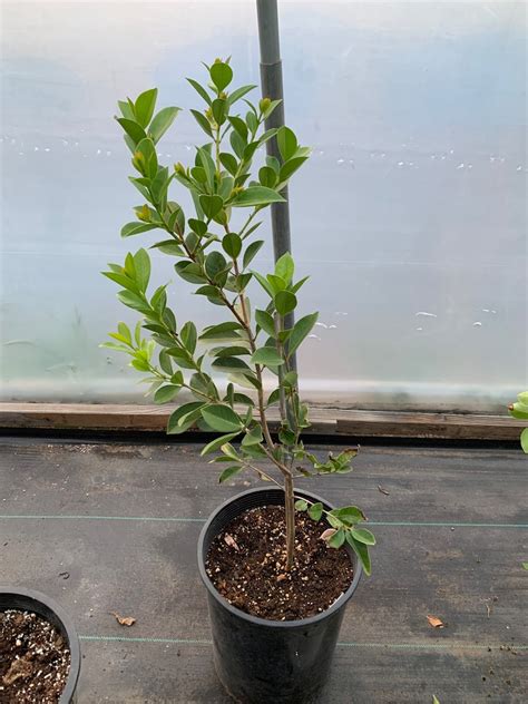 Image result for Lemon Guava Tree