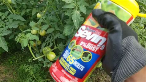 Image result for Using Sevin Dust