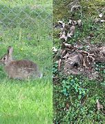 Image result for Rabbit Nest