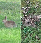 Image result for Bunny Nest Look Like