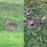 Image result for Where Do Rabbits Nest