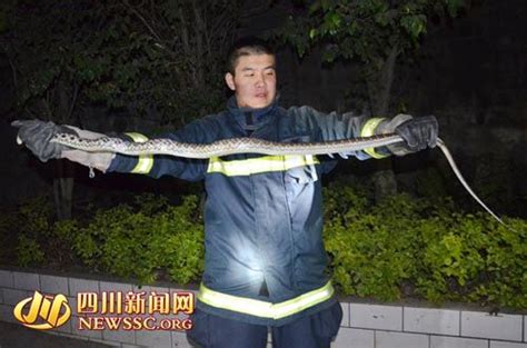 攀枝花:2米大蛇窜进宾馆 消防官兵上演“捕蛇记”_新浪新闻