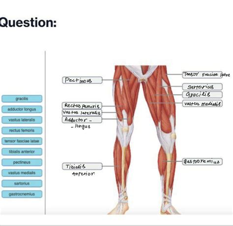 [Solved] Exercise 13 Review Sheet Art-labeling Activity 5 (4 of 4) if ...