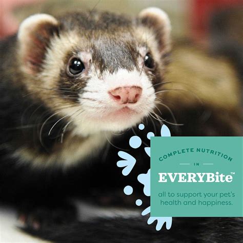 Oxbow Essentials Ferret Food - Pet Supplies online store