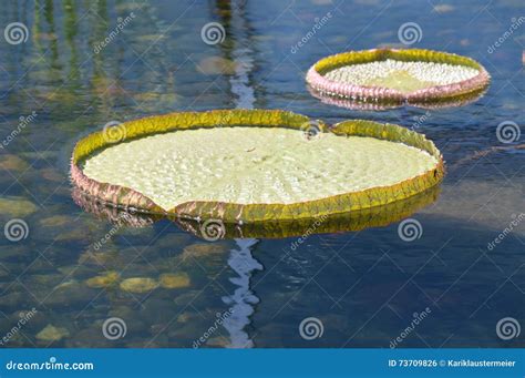 Giant Lily Pad stock photo. Image of plant, close, detail - 73709826