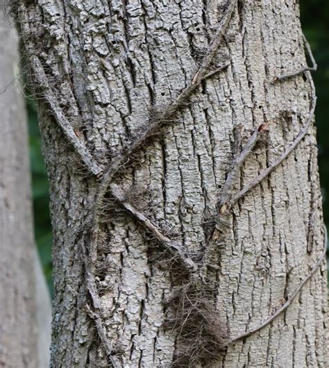 What Kills Poison Ivy