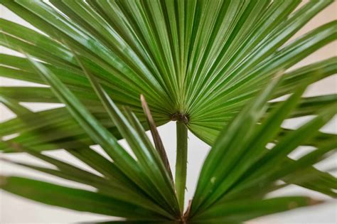 Palm Shrub Types