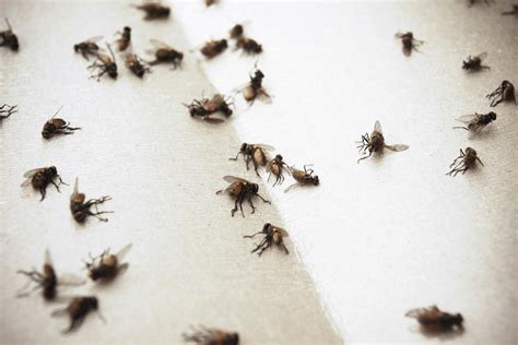 Why Do I Have Small Flies In My House Plants at Evelyn Council blog