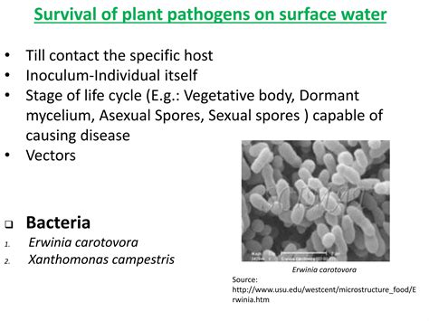 Image result for Vegetative Pathogens