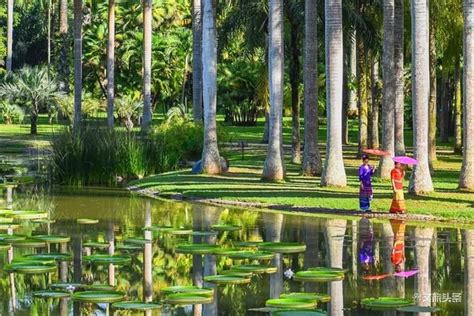 【携程攻略】勐腊中科院西双版纳热带植物园景点,这个目前国内最大面积的公园，花卉品种也是最丰富的地方。车费16元，…