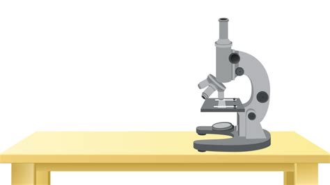 Microscope Lab Activity 的图像结果