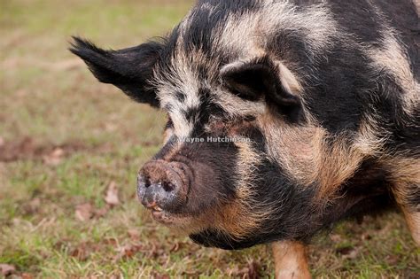 Hutchinson Photography - Images of Agriculture and Rural Life | Free ...