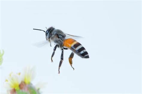 Image result for Bee Flying Front View