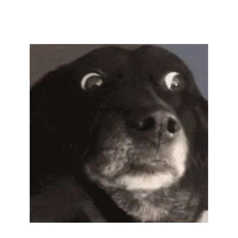 Surprised dog Animated Gif Maker - Piñata Farms - The best meme ...