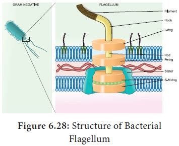 Flagella - Types, Structure, Movement