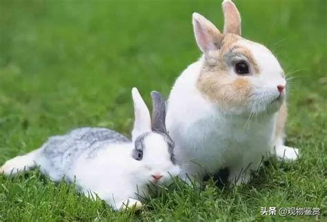 兔子讨厌主人什么表现（培养和兔子感情的方法） - 胖萌舍宠物网