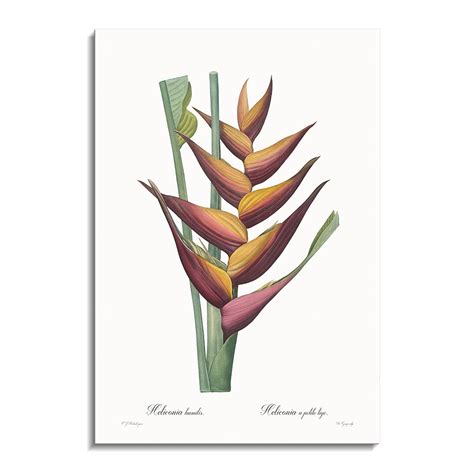 Heliconia humilis – Calcuttan