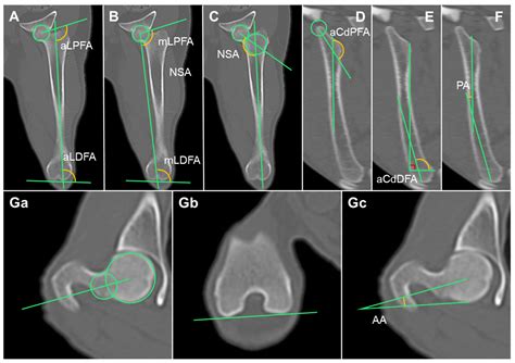 Establishing Joint Orientation Angles of the Limbs in Korean Raccoon ...