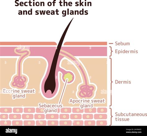 What Tissue Is Sweat Glands at Robert Speirs blog