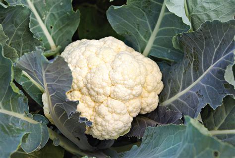 10 Best Cauliflower Companion Plants to Grow Together