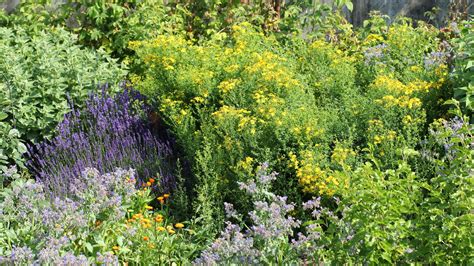 22 Facts Everyone Should Know About Growing Herbs That Keep Pests Away