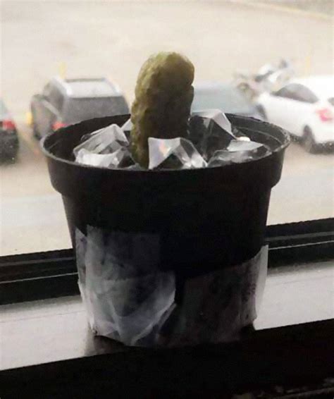 Image result for Exploding Cactus Prank