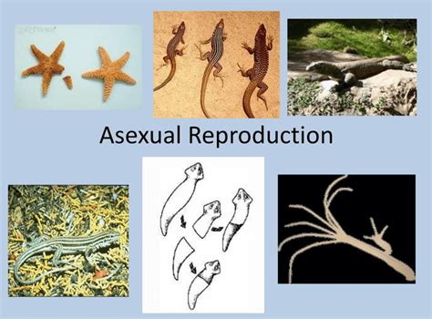 Asexual Reproduction: Types, Examples and Advantages