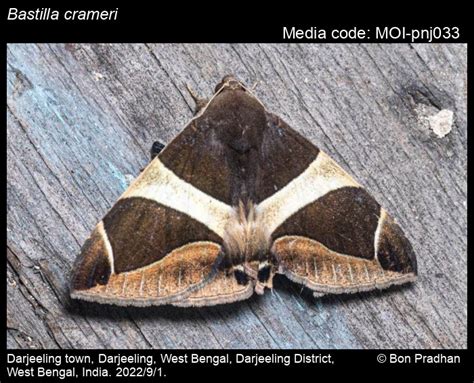 Bastilla crameri (Moore, [1885]) - | Moths