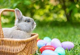 Image result for Bunny with Eggs