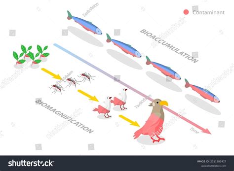 Bioaccumulation Diagram