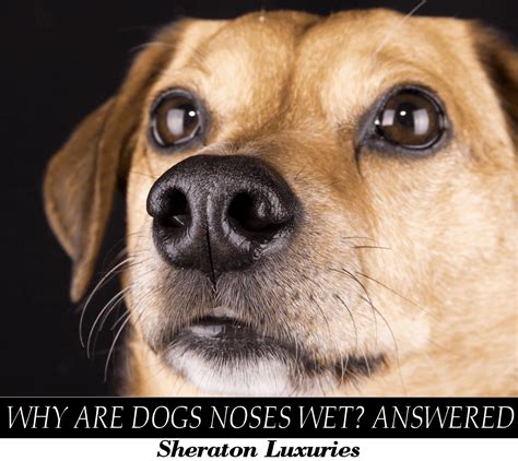 Dogs And Wet Noses